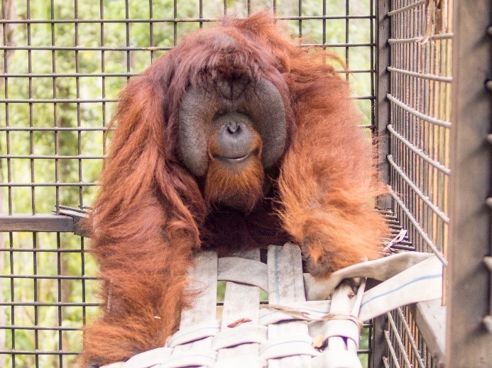 Orangutan Yayasan Arsari Djojohadikusumo