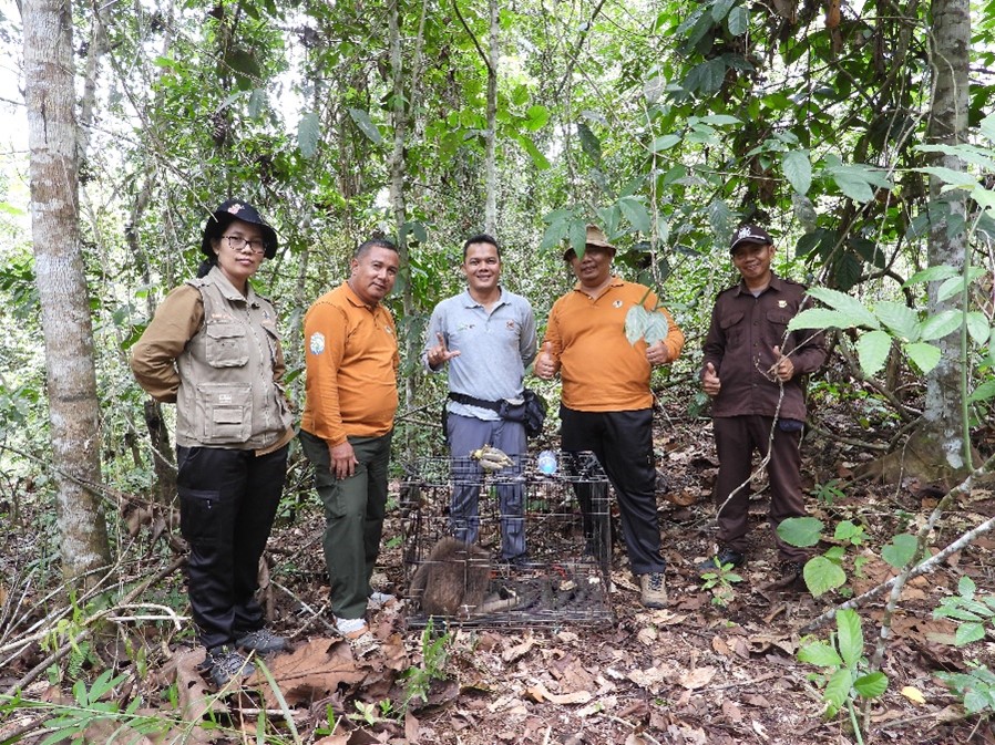 Pso Arsari Dan Balai Ksda Kalimantan Timur Kembali Melepasliarkan Owa