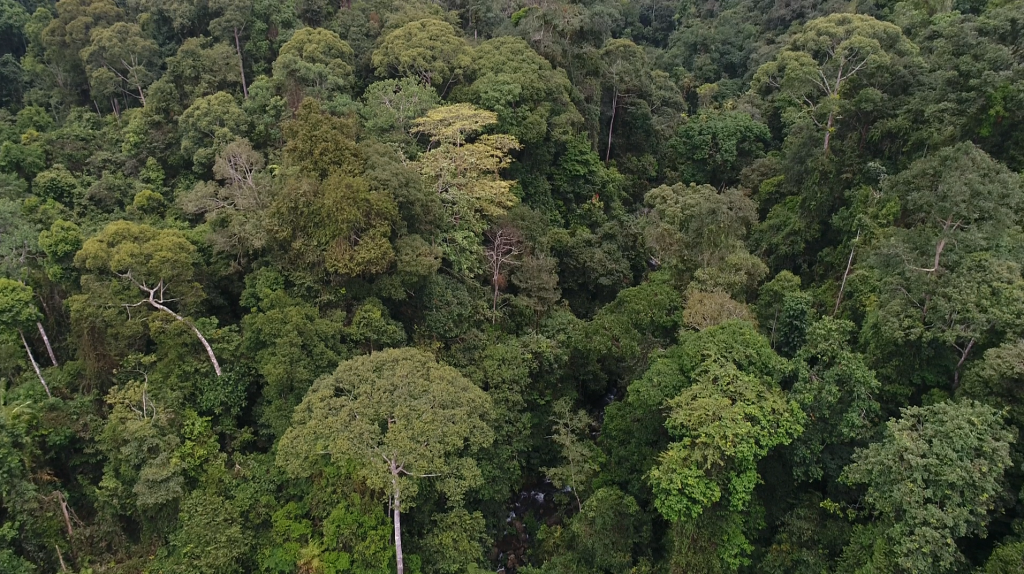 Tree Identification at Prof Sumitro Djojohadikusumo Conservation Area ...