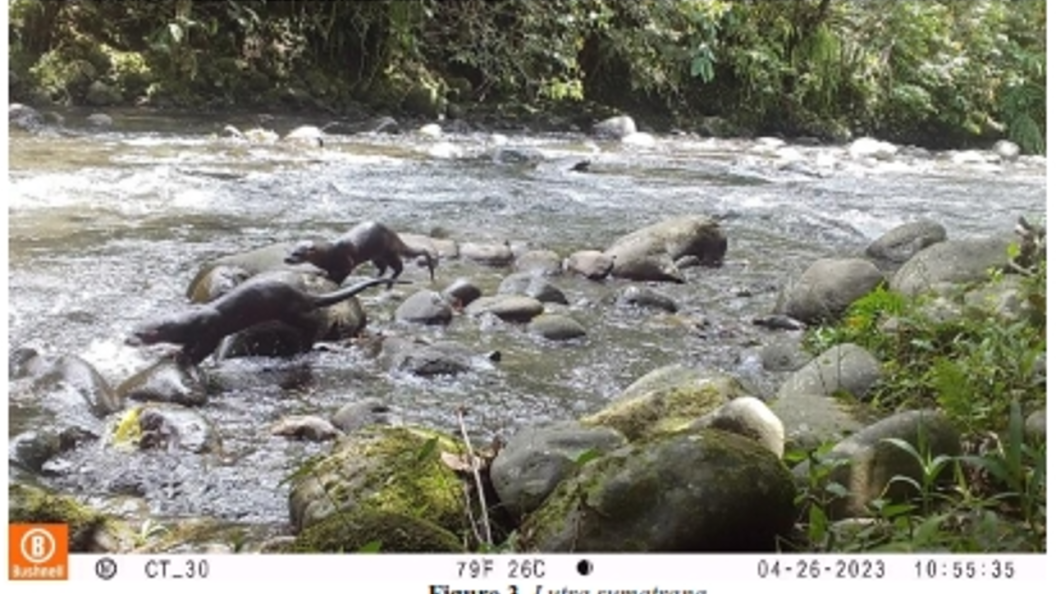 RECORDS OF USING THE SAME HABITAT OF THREESPECIES OF OTTERS Lutra lutra, Lutra sumatrana AND Aonyxcinereus