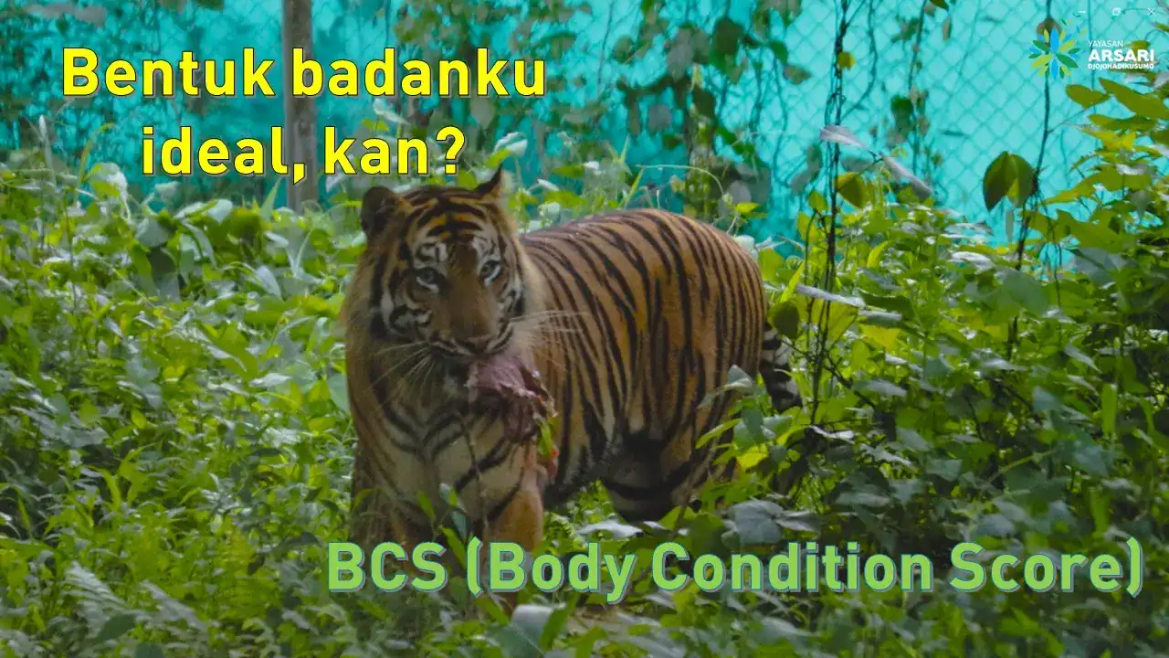 04_BCS Harimau Sumatera_Lingkungan