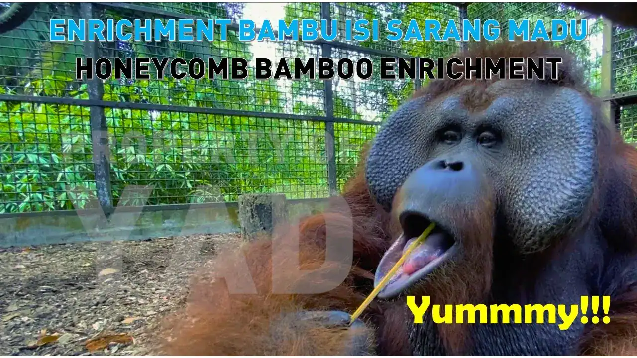 06_Enrichment Bambu OU_Lingkungan