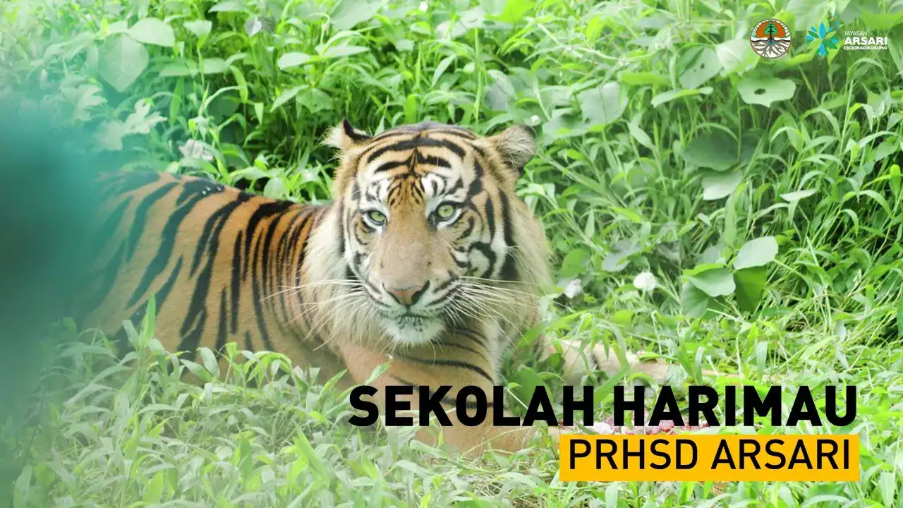 10_Sekolah Harimau PRHSD Arsari_Lingkungan