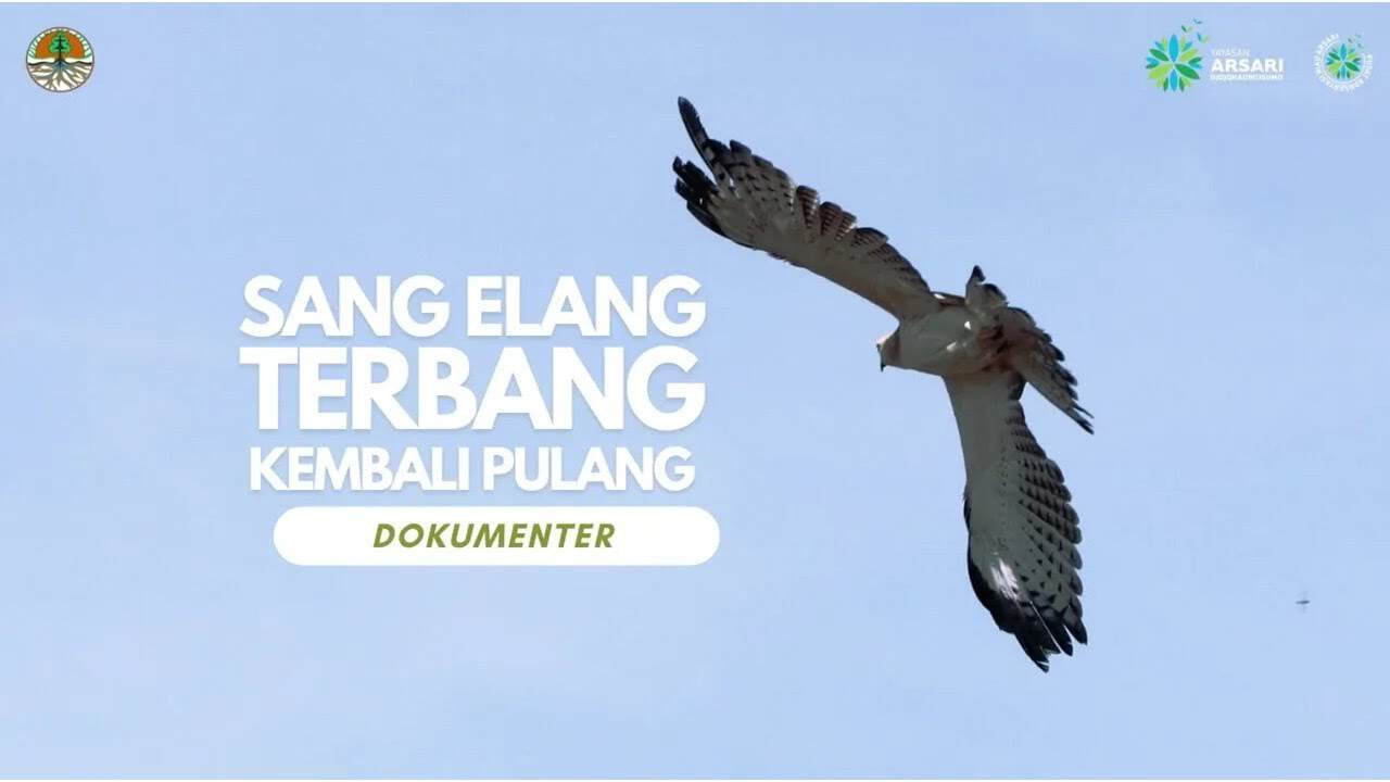 12_Lepas liar elang brontok_Lingkungan