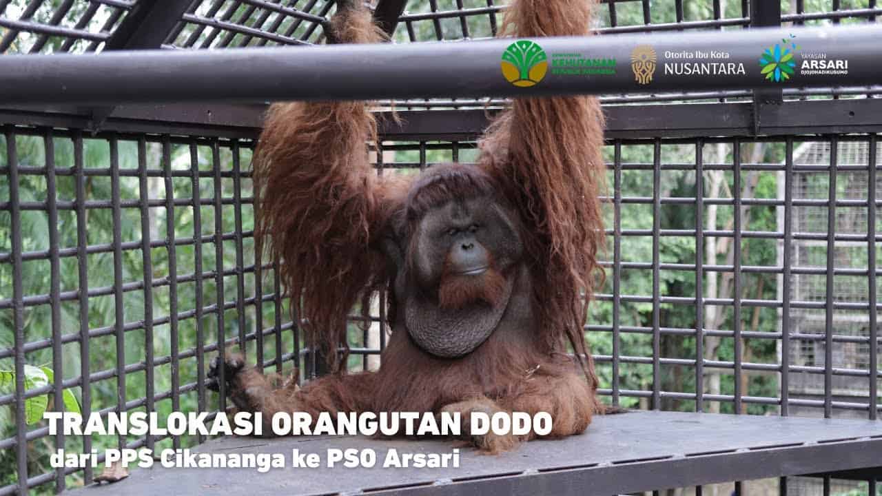 15_Translokasi Dodo_Lingkungan