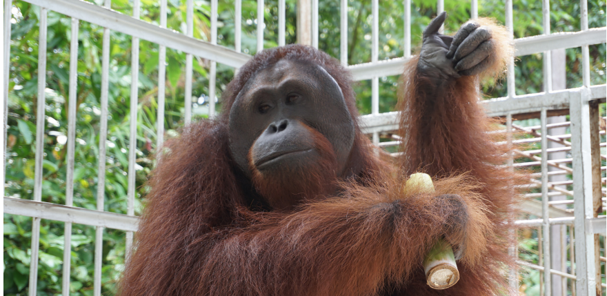 Newsletter Special International Orangutans Day