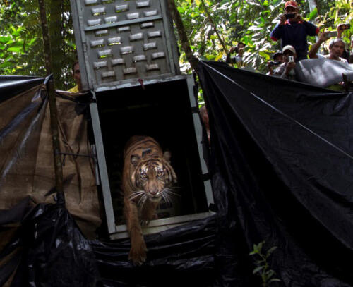 Harimau Sumatera Lepas Liar