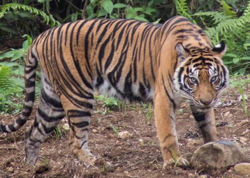 Harimau Sumatera Leony