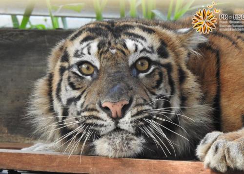 Harimau Sumatera Sopi Rantang