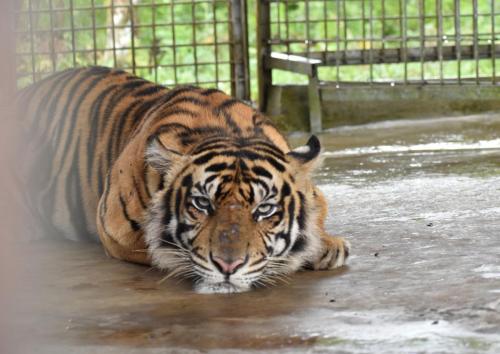 Harimau Sumatera Ria