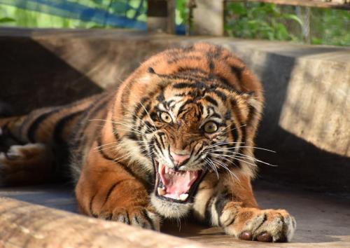 Harimau Sumatera Ciuniang Nurantih