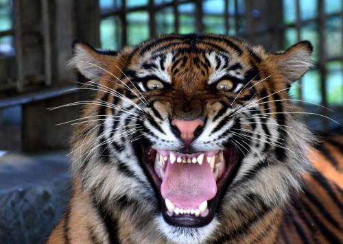 Harimau Sumatera Putra Singgulung