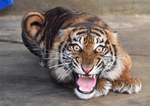 Harimau Sumatera Putri Singgulung