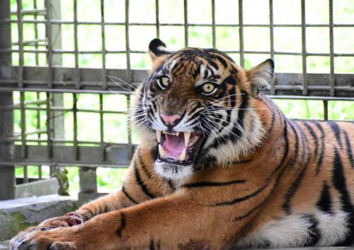 Harimau Sumatera Corina