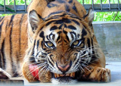 Harimau Sumatera Palas